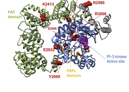 ataxia telangiectasia gene